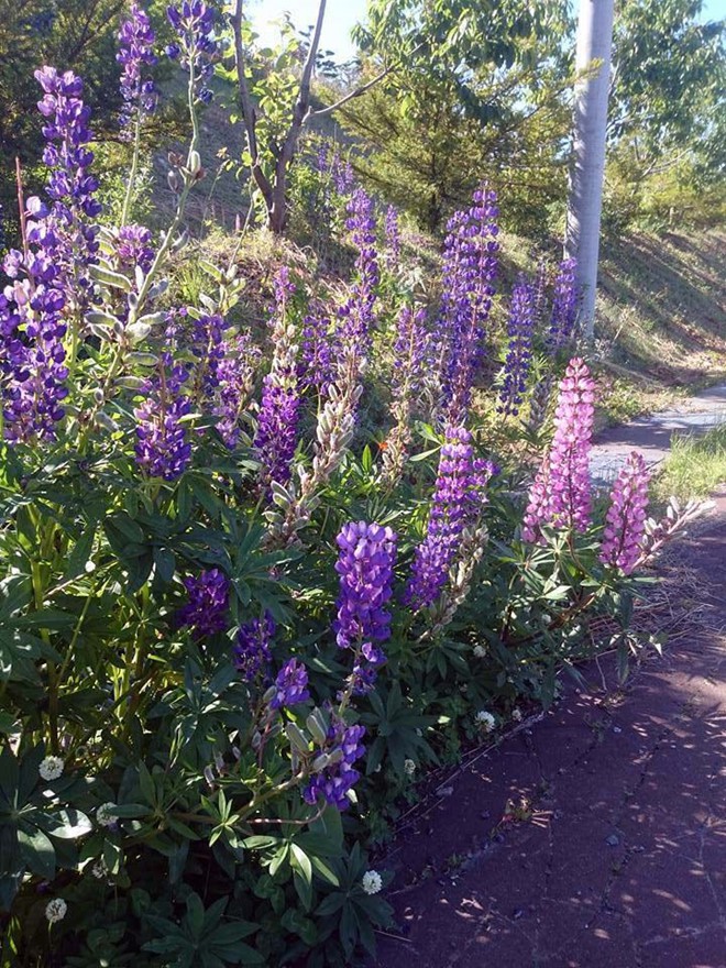 Khám phá đảo Hokkaido, nơi tuyết rơi mùa hè