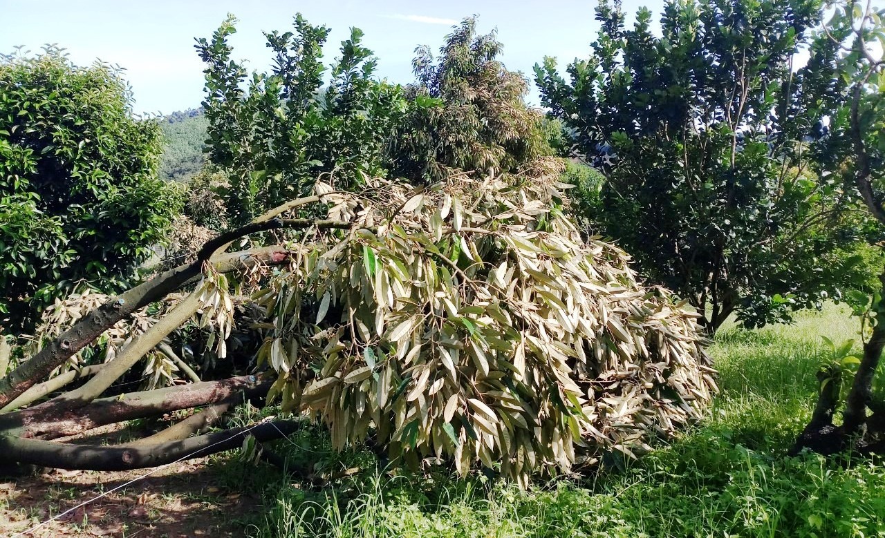 Lâm Đồng: Cây gãy đổ, ngập lụt, sạt lở đất nhà tốc mái la liệt do mưa bão - Ảnh 4.