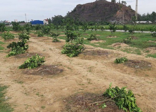 Không được tham gia giải bóng chuyền, nữ đội trưởng “chỉ đạo” chặt vườn cây của chủ tịch xã