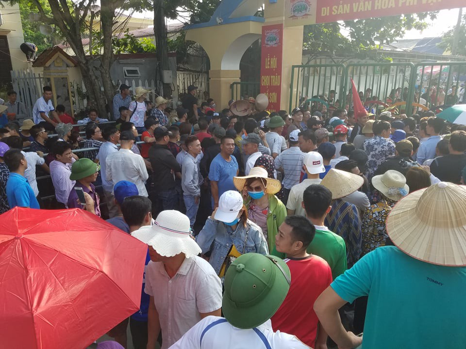 Trâu chọi chưa vào sới, sân Đồ Sơn đã thất thủ - Ảnh 4.