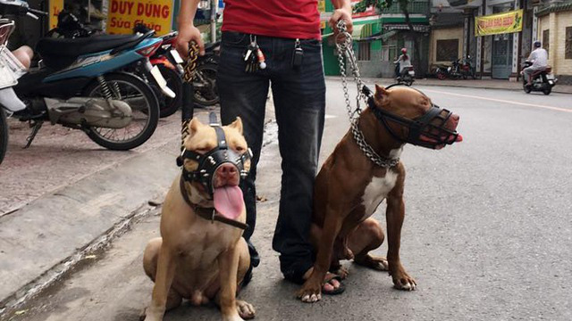 Nên cấm nuôi chó hung dữ