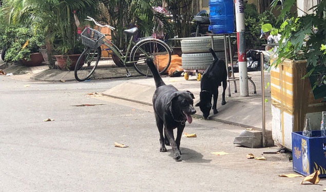 Ai nuôi mặc họ, làm ngơ cho... lành!