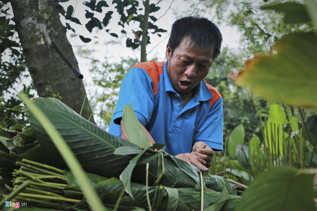 Người vùng trồng lá dong lớn nhất Hà Tĩnh trúng mùa