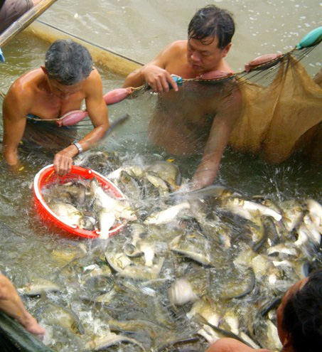 Cá nhảy đầy mặt sông ở Cồn Sơn ngày giáp Tết