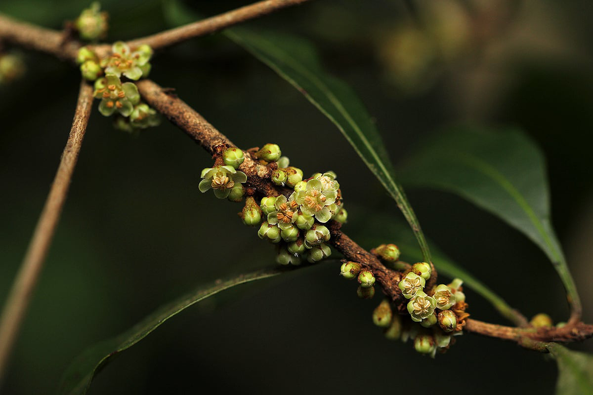 Số phận bi thảm của 10 lo&agrave;i thực vật mới ph&aacute;t hiện năm 2019 - Ảnh 1.