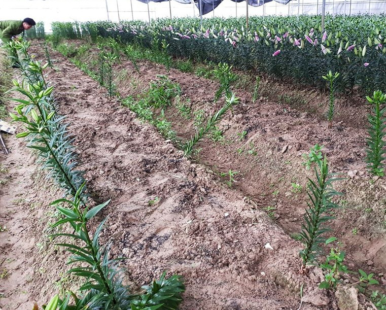 Hơn 1.400 gốc hoa ly sắp nở phục vụ Tết bị nhổ trộm chỉ trong một đêm