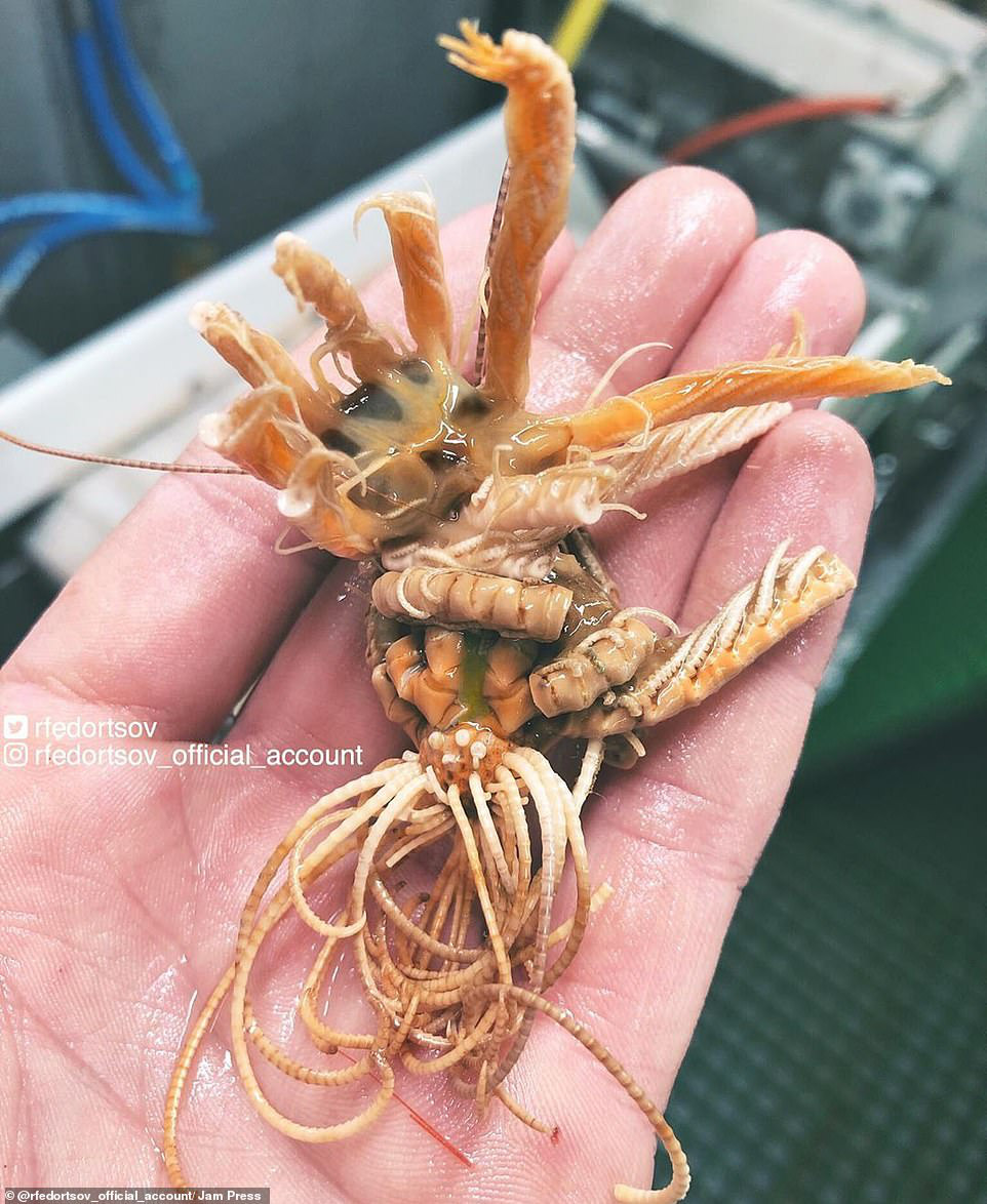 Bộ sưu tập sinh vật dưới đáy biển mới nhìn đã sợ - Ảnh 3.