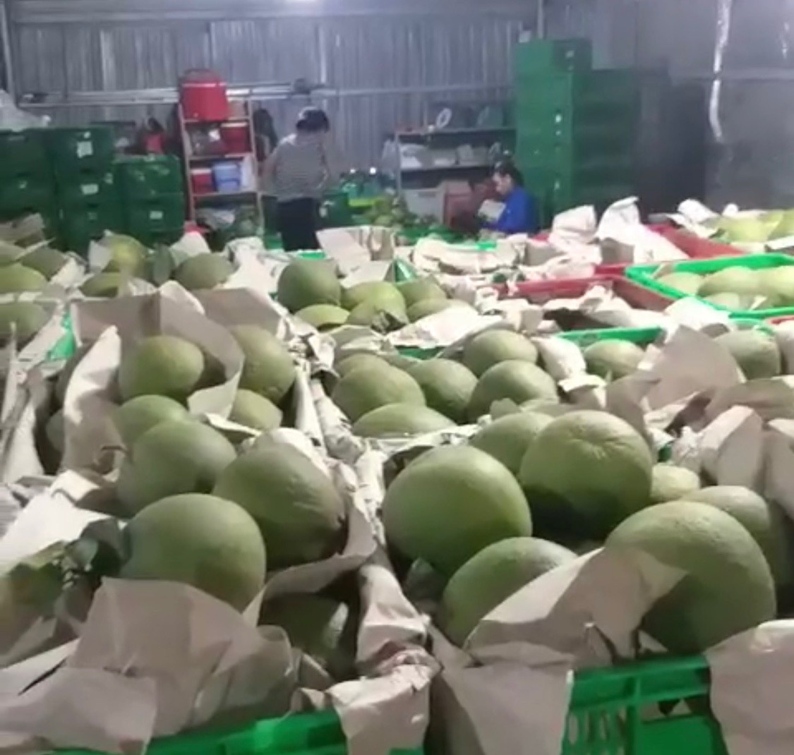 Giá bưởi Tết này có thể rẻ hơn năm ngoái