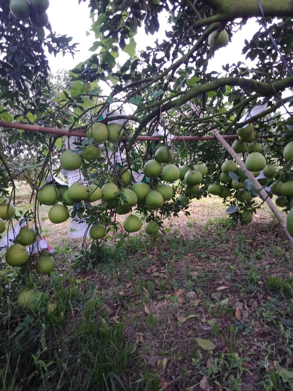 Gi&aacute; bưởi Tết n&agrave;y c&oacute; thể rẻ hơn năm ngo&aacute;i - Ảnh 1.