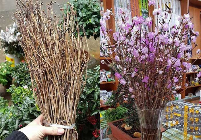 Sự thật về hoa đỗ quyên ngủ đông ở Hà Nội
