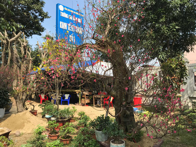 Cho thuê đào cảnh chơi Tết giá đến 250 triệu đồng - Ảnh 7.