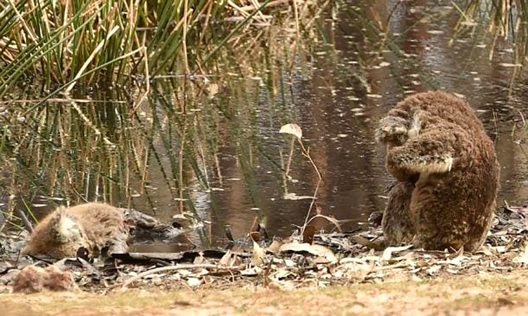 Se sắt cõi lòng chứng kiến koala ôm mặt bên xác đồng loại