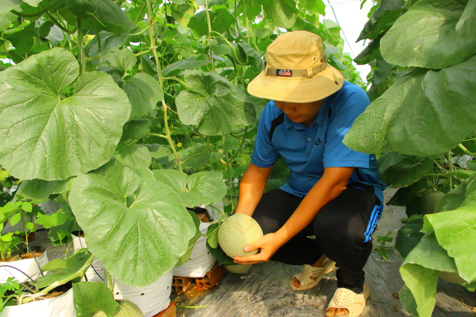 Dưa lưới sạch khắc chữ thư ph&aacute;p kh&ocirc;ng đủ h&agrave;ng cung ứng dịp Tết - Ảnh 1.