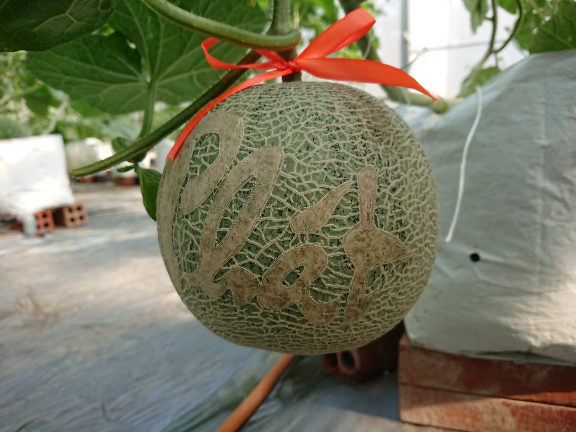 Dưa lưới sạch khắc chữ thư pháp không đủ hàng cung ứng dịp Tết