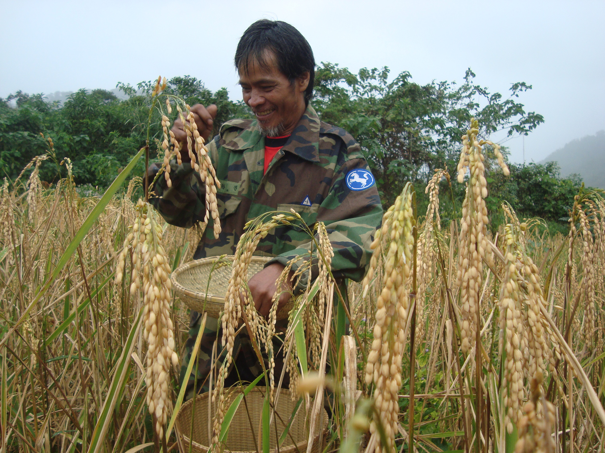 Chợt nhớ làng