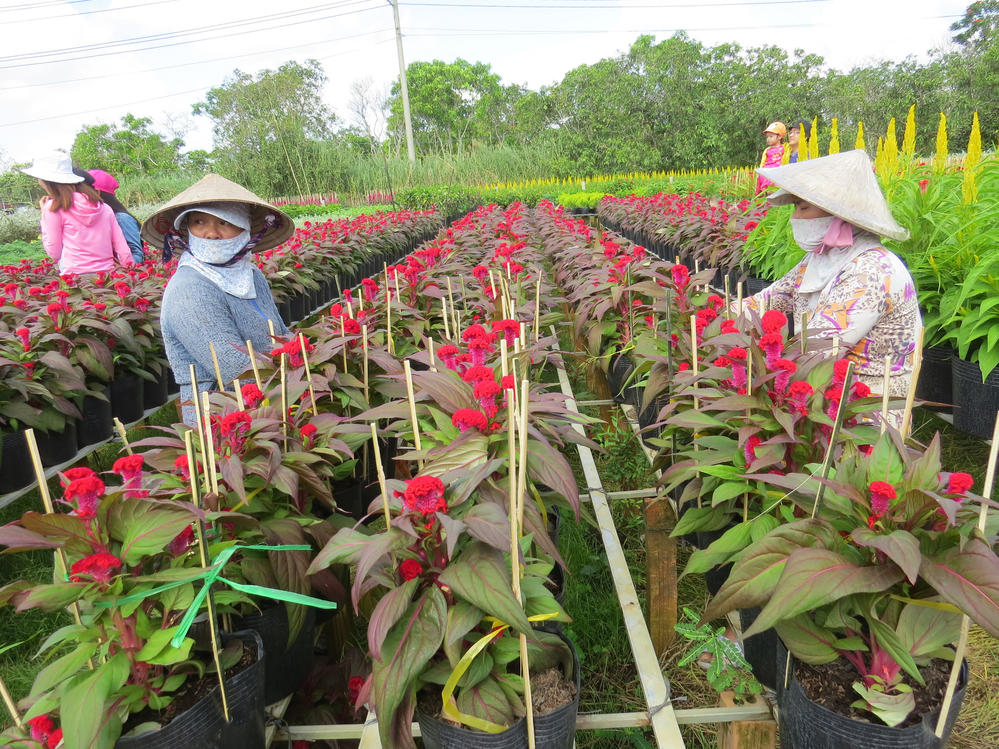 Vạn thọ, cát tường ế vì trồng quá nhiều