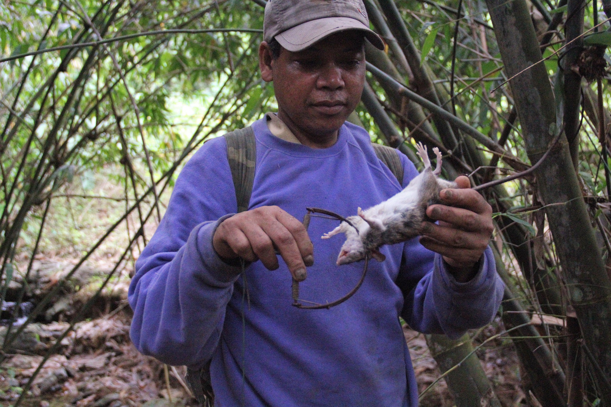 Săn chuột n&uacute;i - Ảnh 3.