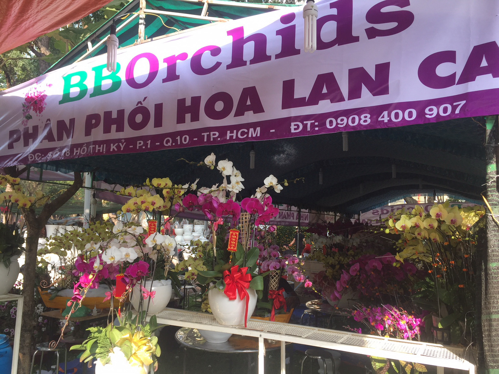 Lan hồ điệp hàng chục triệu đồng/chậu nhưng không đủ bán