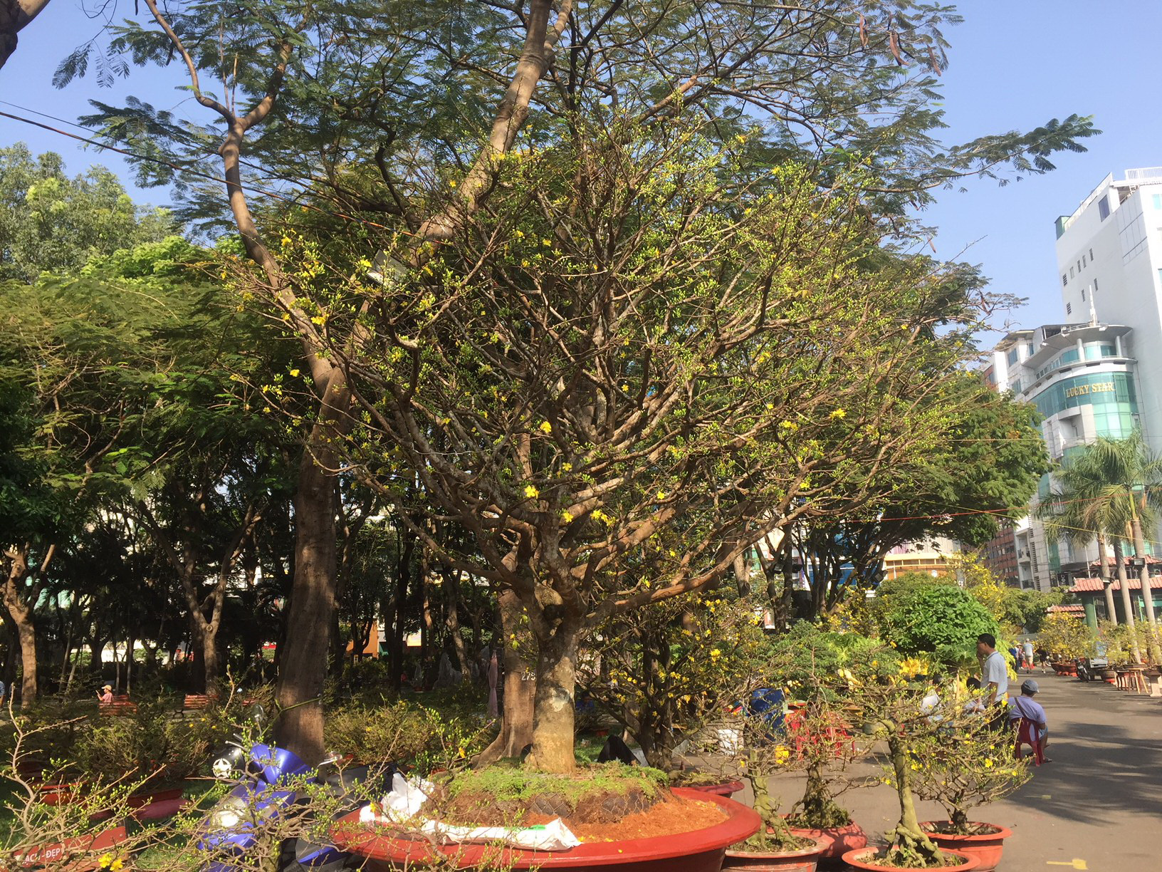 Ngỡ ng&agrave;ng với nhiều loại hoa kiểng, tr&aacute;i độc lạ dịp Tết - Ảnh 10.