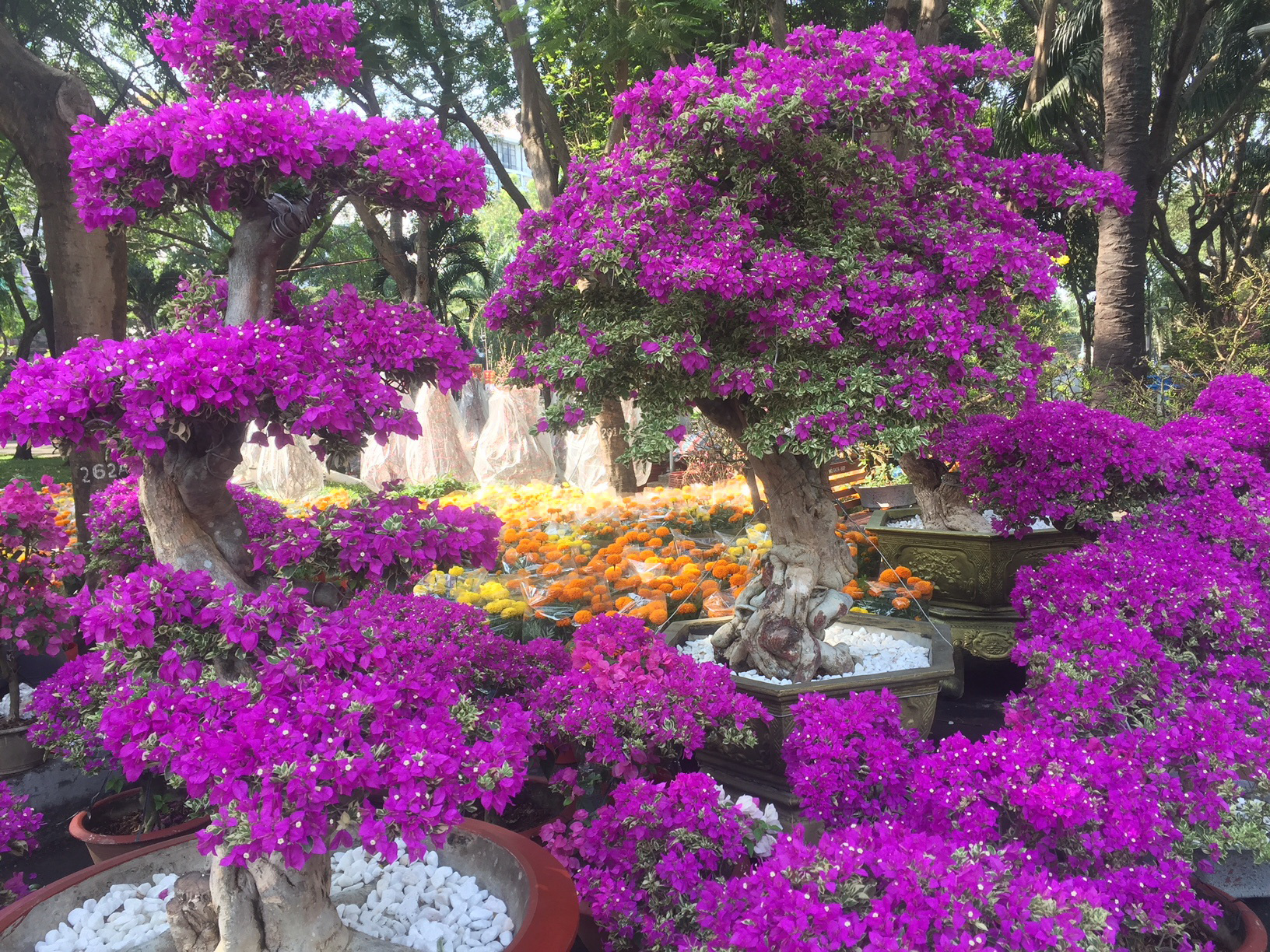 Ngỡ ng&agrave;ng với nhiều loại hoa kiểng, tr&aacute;i độc lạ dịp Tết - Ảnh 12.
