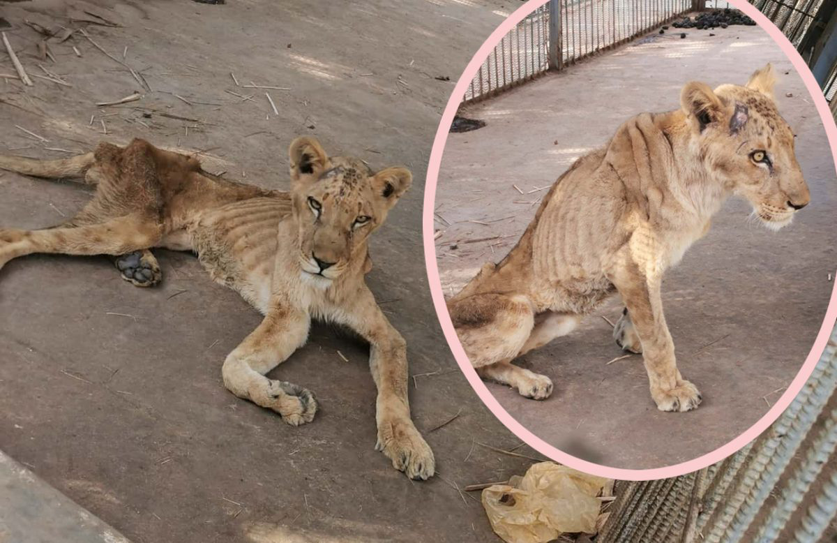 Những "bộ xương" di động trong vườn thú Sudan