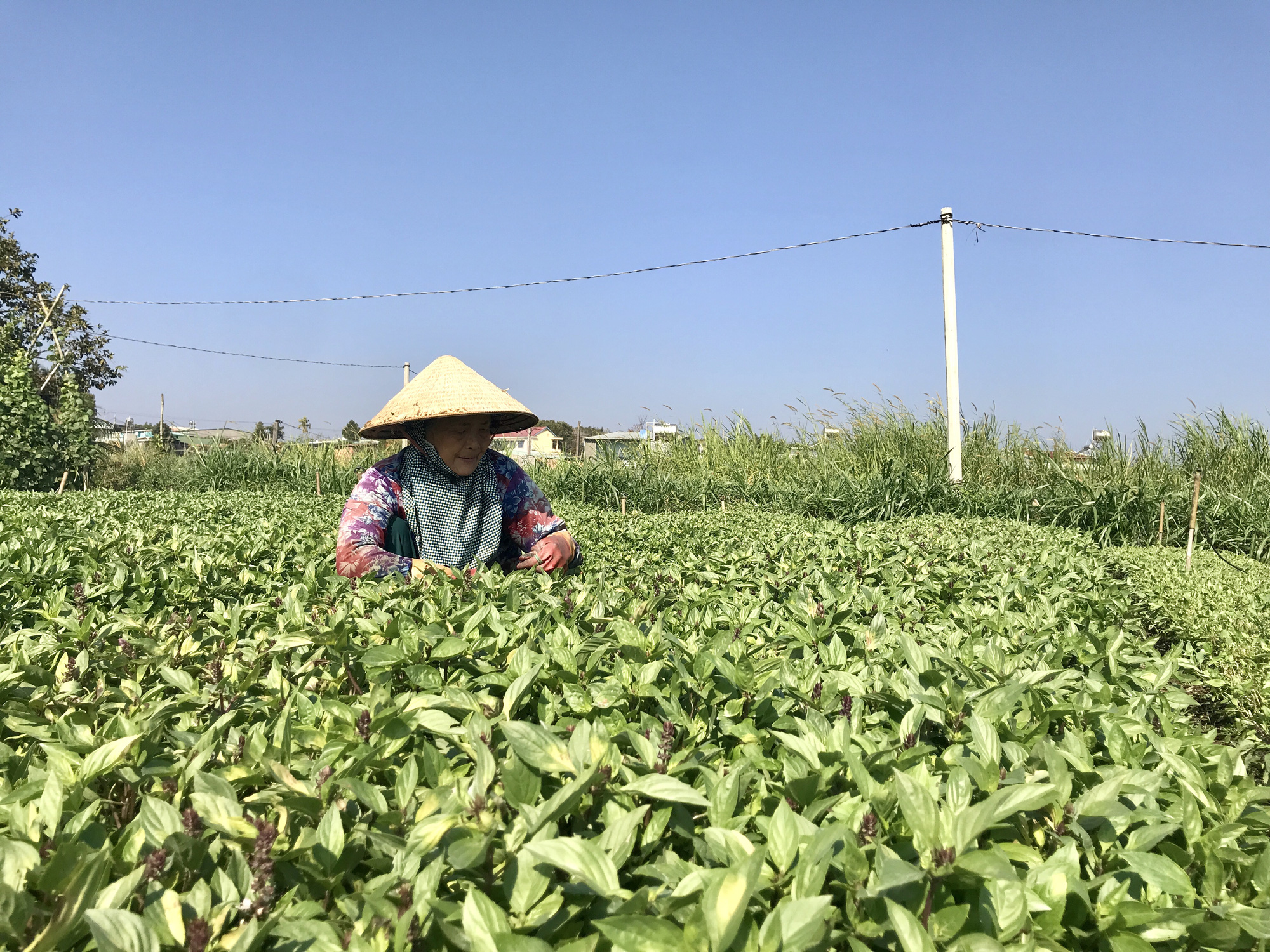 Nghịch l&yacute;: Rau cải, khổ qua chỉ 1.000-3.000 đồng/kg, c&agrave; ph&aacute;o kh&ocirc;ng ai mua - Ảnh 2.