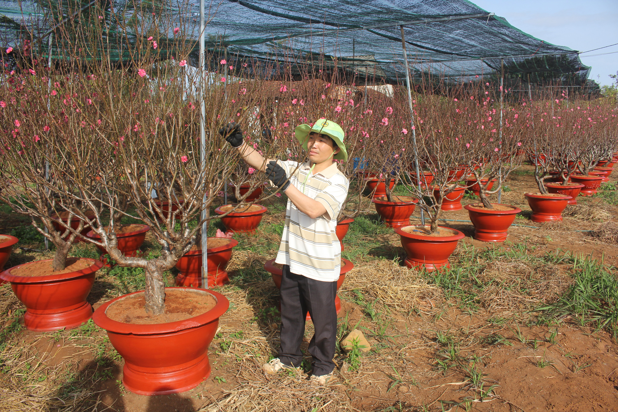 Ngỡ ng&agrave;ng vườn đ&agrave;o miền bắc trồng tr&ecirc;n T&acirc;y Nguy&ecirc;n - Ảnh 2.