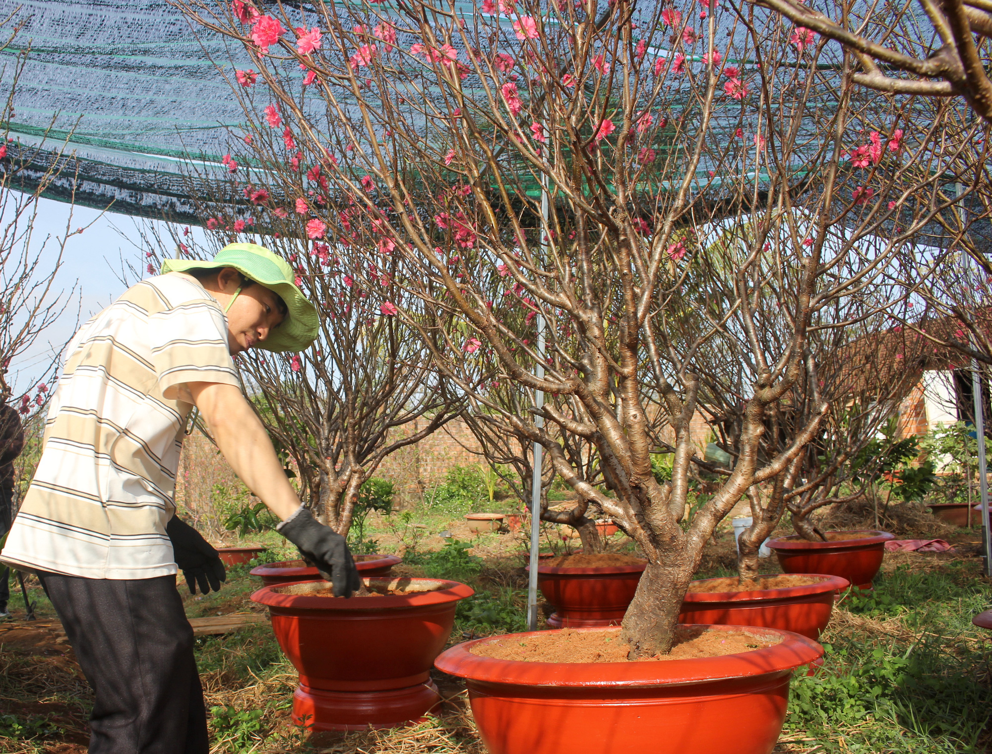 Ngỡ ng&agrave;ng vườn đ&agrave;o miền bắc trồng tr&ecirc;n T&acirc;y Nguy&ecirc;n - Ảnh 4.
