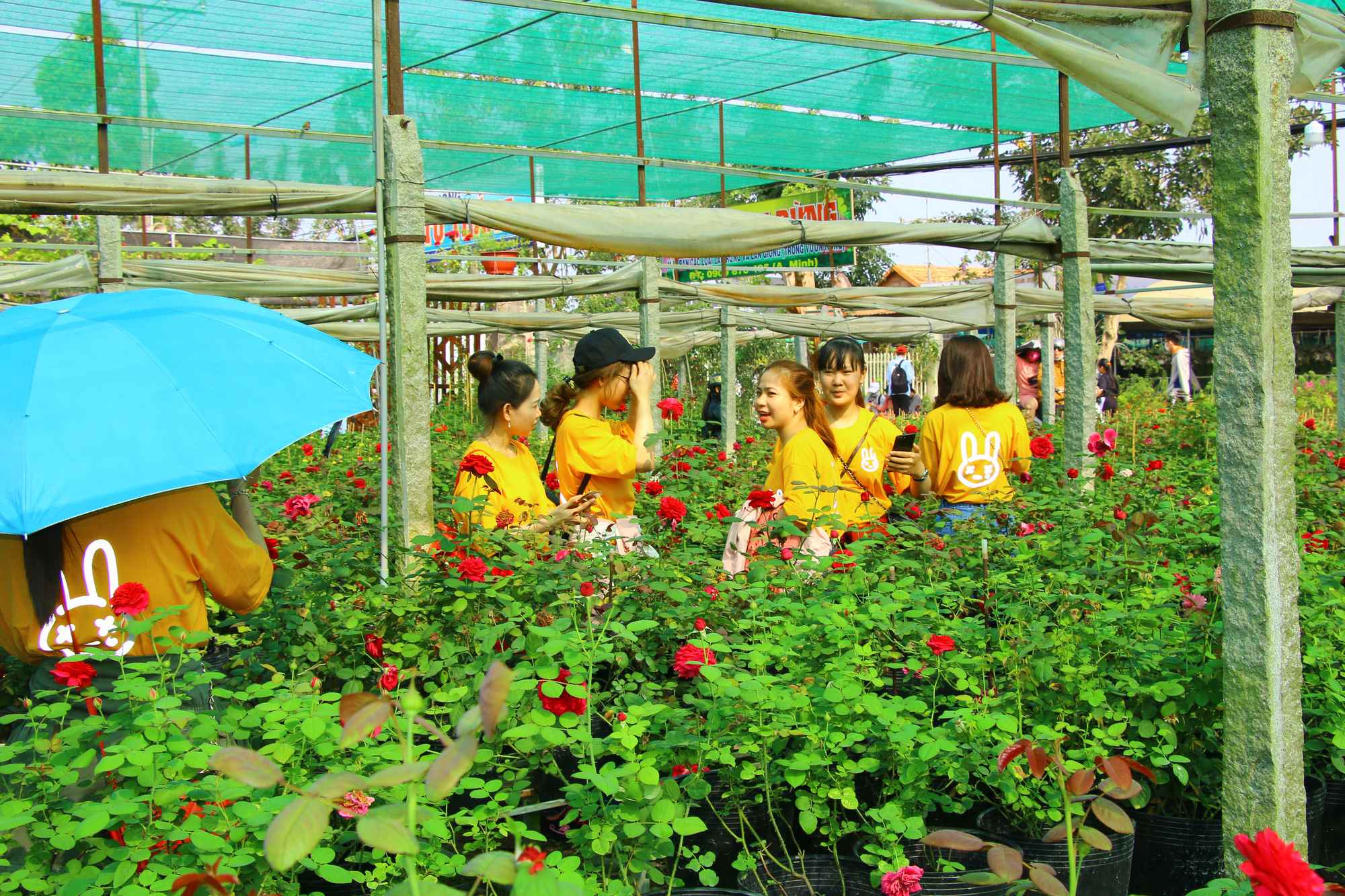 “Ngất ngây” với vườn hoa hồng Pháp tuyệt đẹp được tham quan miễn phí dịp Tết