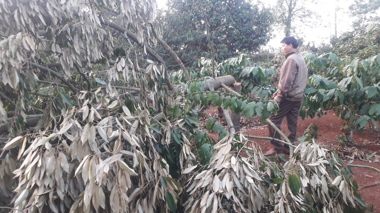 Điêu đứng phát hiện gần 60 cây sầu riêng bị chặt phá trong ngày Tết