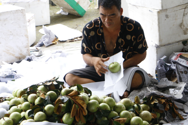 Phát thèm với vú sữa đạt chuẩn VietGAP mùa Tết ở Cần Thơ - Ảnh 6.