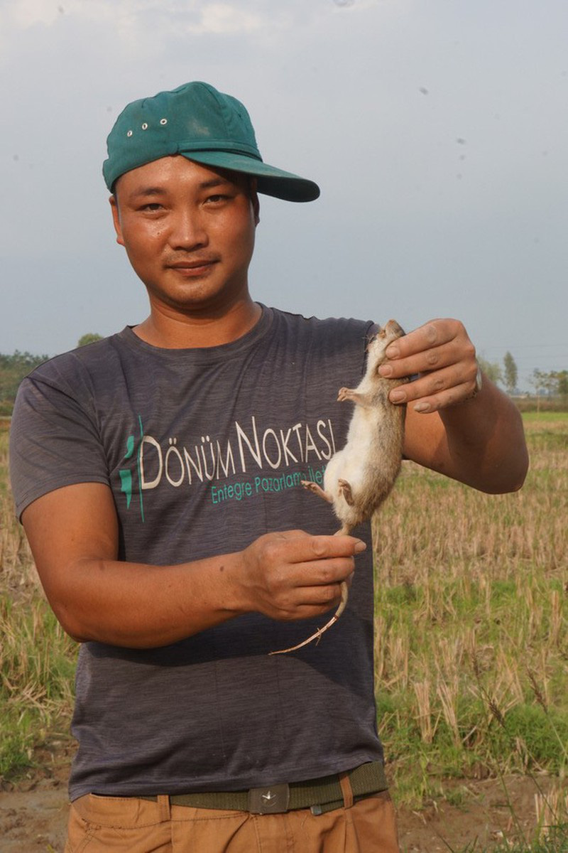 Thịt chuột đồng, lòng vòng giai thoại