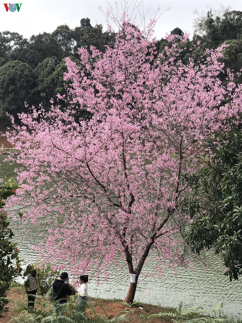 Đẹp ngất ng&acirc;y hoa anh đ&agrave;o tr&ecirc;n cao nguy&ecirc;n Măng Đen, Kon Tum - Ảnh 3.