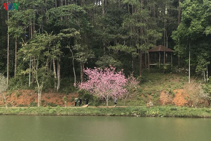 Đẹp ngất ng&acirc;y hoa anh đ&agrave;o tr&ecirc;n cao nguy&ecirc;n Măng Đen, Kon Tum - Ảnh 5.