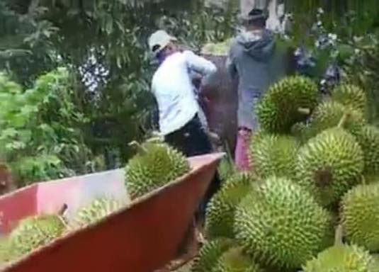 Sầu riêng, thanh long... miền Tây rớt giá thảm hại vì dịch virus corona
