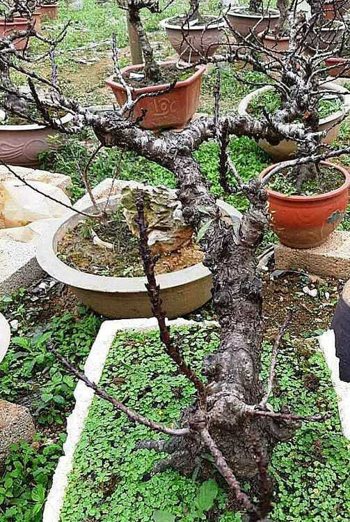 90 triệu đồng một chậu đào thất thốn - Ảnh 1.