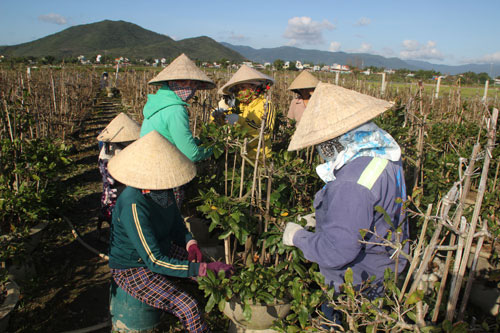Bình Định: Thương lái lùng mua mai sớm