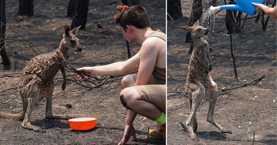 Cháy rừng Úc: Hàng ngàn con kangaroo, koala nằm chết la liệt bên đường - Ảnh 5.