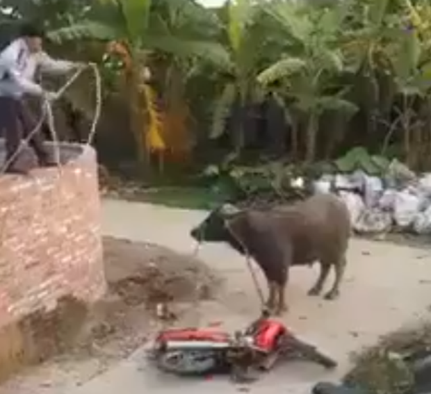 Chủ bò bị trâu lạ húc chết thương tâm
