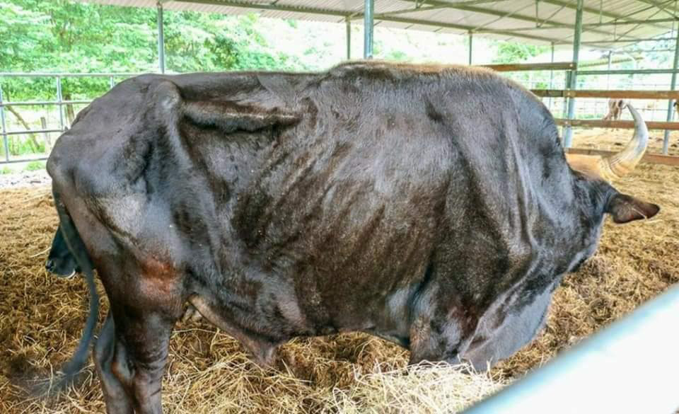 Sở KH-CN L&acirc;m Đồng n&oacute;i g&igrave; vụ b&ograve; t&oacute;t nu&ocirc;i để nghi&ecirc;n cứu gầy trơ xương v&igrave; đ&oacute;i? - Ảnh 2.