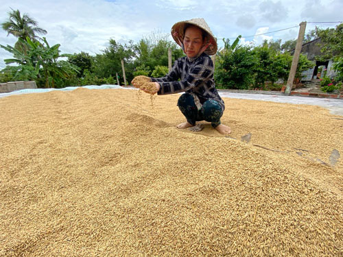 Lũ chưa về đã phải lo hạn, mặn - Ảnh 1.
