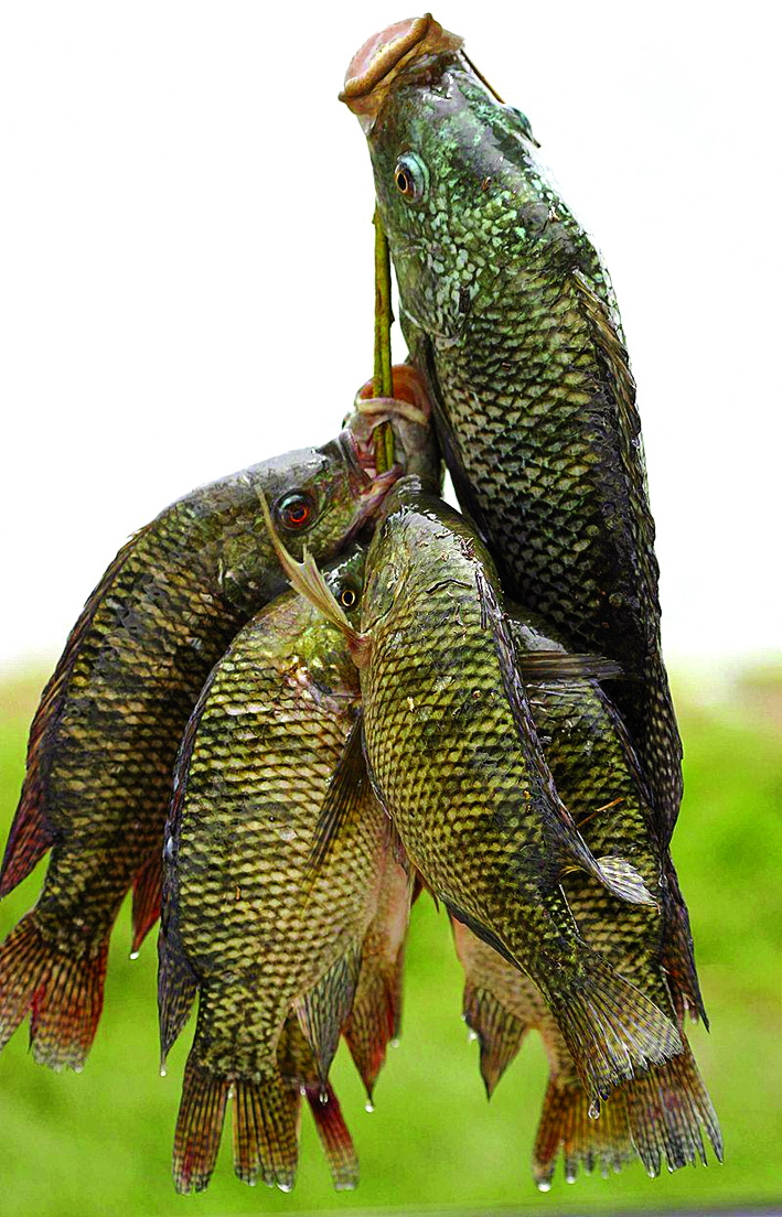 Nhớ nồi cá rô đồng kho của mẹ - Ảnh 1.