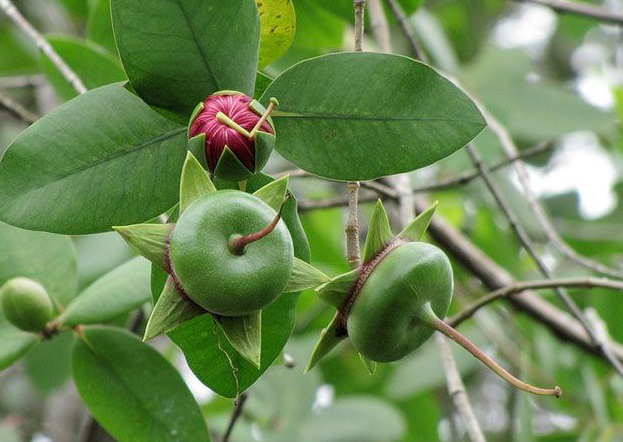 Những c&ocirc;ng dụng của tr&aacute;i bần, c&agrave;ng ăn c&agrave;ng m&ecirc; - Ảnh 1.