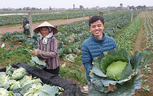 Xanh ngát đồng rau