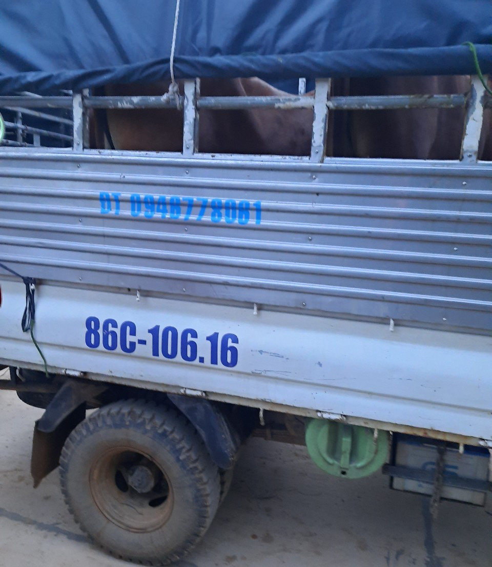 D&ugrave;ng xe tải đi trộm b&ograve; - Ảnh 2.