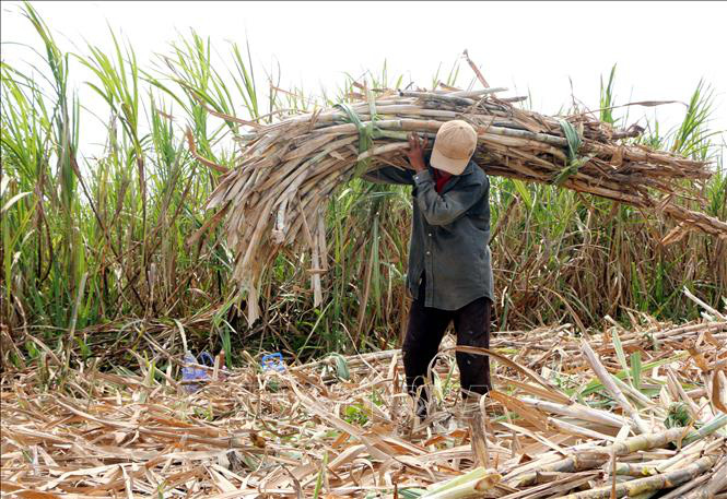 Lao đao theo doanh nghiệp