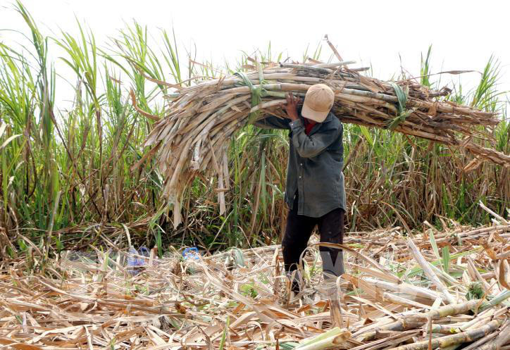 Không chạy theo phong trào