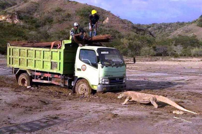 Indonesia dậy sóng vì rồng Komodo "chặn đầu" xe tải