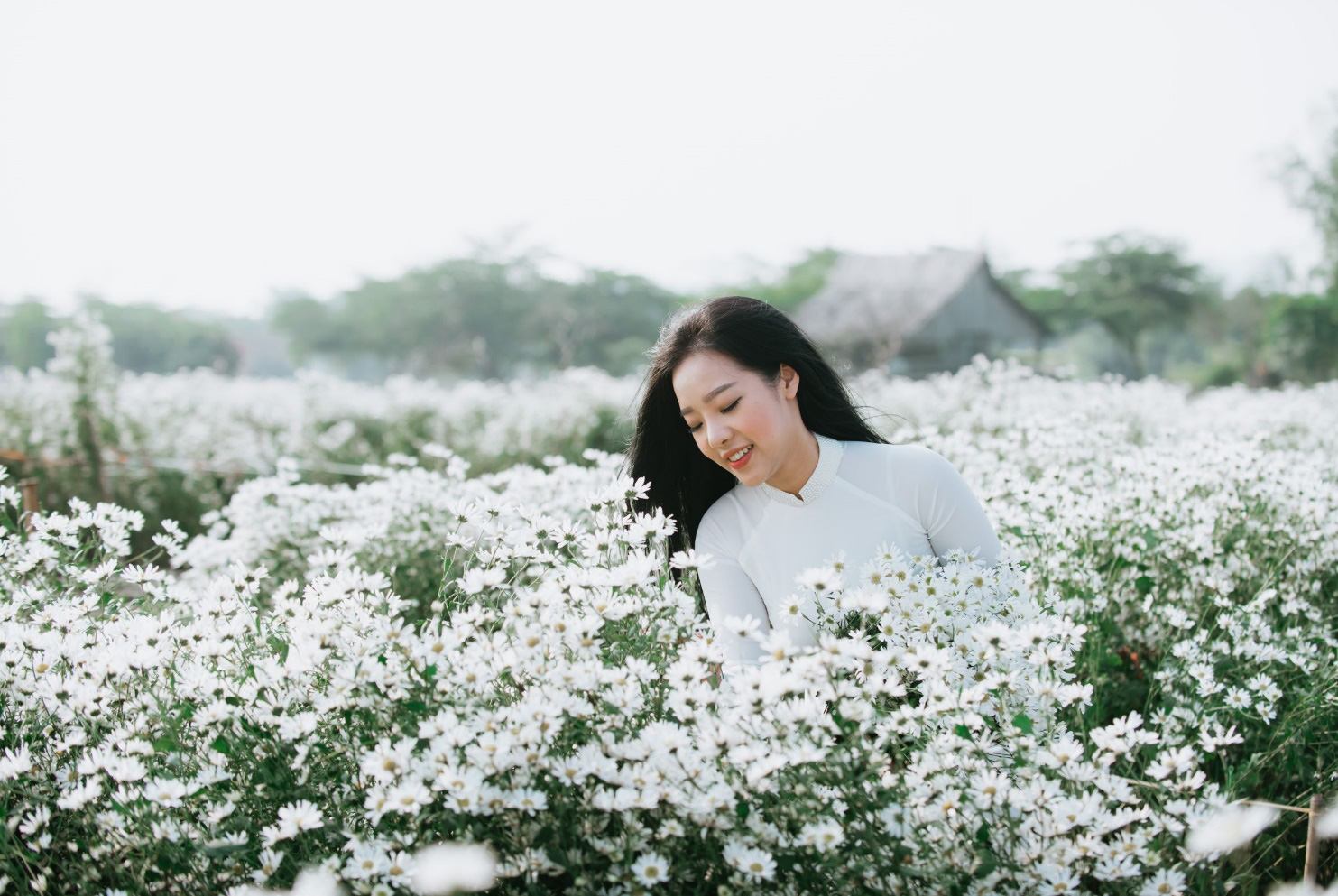 H&agrave; Nội xao xuyến m&ugrave;a c&uacute;c họa mi - Ảnh 1.