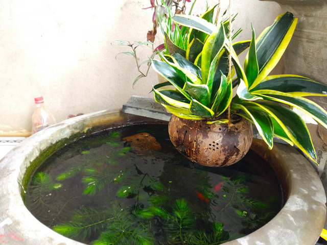 Độc đáo lồng đèn trung thu bằng gáo dừa: Vừa thắp sáng, vừa trồng cây - Ảnh 4.